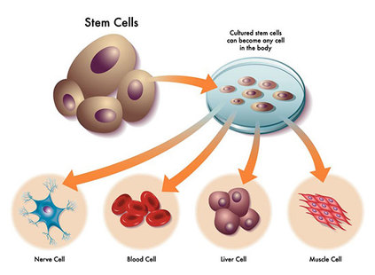 pros of adult stem cells